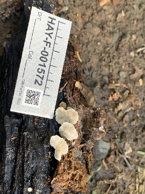  ( - HAY-F-001572)  @11 [ ] by-nc (2023) Bat Vardeh Fungal Diversity Survey