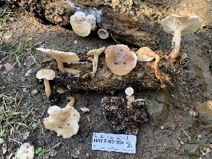  (Clitocybe lamoureae - HAY-F-001596)  @11 [ ] by-nc (2023) Bat Vardeh Fungal Diversity Survey