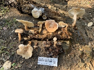  ( - HAY-F-001596)  @11 [ ] by-nc (2023) Bat Vardeh Fungal Diversity Survey