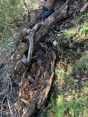  ( - HAY-F-001596)  @11 [ ] by-nc (2023) Bat Vardeh Fungal Diversity Survey