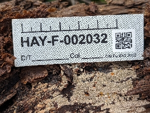  (Resupinatus sp. CA05 - HAY-F-002032)  @11 [ ] by-nc (2023) Stu Pickell Fungal Diversity Survey