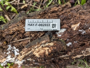  (Resupinatus - HAY-F-002033)  @11 [ ] by-nc (2023) Stu Pickell Fungal Diversity Survey
