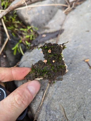  ( - HAY-F-002035)  @11 [ ] by-nc (2023) Stu Pickell Fungal Diversity Survey