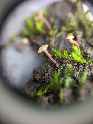  ( - HAY-F-002035)  @11 [ ] by-nc (2023) Stu Pickell Fungal Diversity Survey