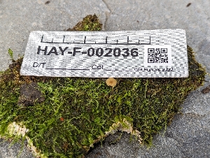  ( - HAY-F-002036)  @11 [ ] by-nc (2023) Stu Pickell Fungal Diversity Survey