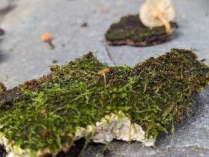  ( - HAY-F-002036)  @11 [ ] by-nc (2023) Stu Pickell Fungal Diversity Survey