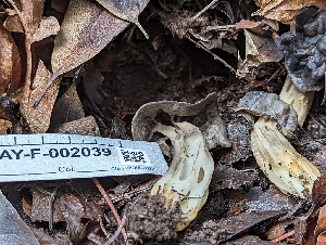 ( - HAY-F-002039)  @11 [ ] by-nc (2023) Stu Pickell Fungal Diversity Survey