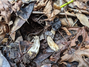  ( - HAY-F-002039)  @11 [ ] by-nc (2023) Stu Pickell Fungal Diversity Survey