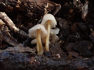  ( - HAY-F-000467)  @11 [ ] by-nc (2023) Harte Singer Fungal Diversity Survey