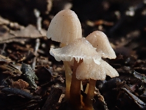  ( - HAY-F-000467)  @11 [ ] by-nc (2023) Harte Singer Fungal Diversity Survey