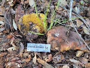  ( - HAY-F-000469)  @11 [ ] by-nc (2023) Harte Singer Fungal Diversity Survey