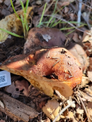  ( - HAY-F-000469)  @11 [ ] by-nc (2023) Harte Singer Fungal Diversity Survey