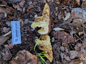  ( - HAY-F-000469)  @11 [ ] by-nc (2023) Harte Singer Fungal Diversity Survey
