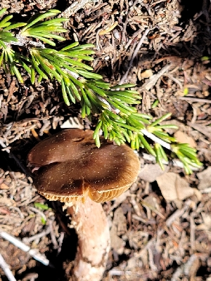  (Cortinarius sp. CA69 - HAY-F-000472)  @11 [ ] by-nc (2023) Harte Singer Fungal Diversity Survey