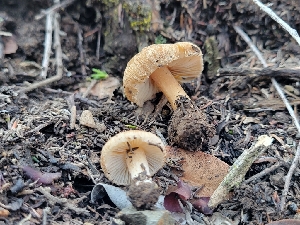  ( - HAY-F-000477)  @11 [ ] by-nc (2023) Harte Singer Fungal Diversity Survey
