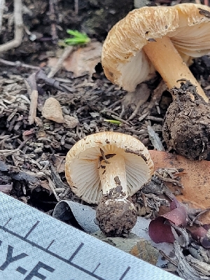  ( - HAY-F-000477)  @11 [ ] by-nc (2023) Harte Singer Fungal Diversity Survey
