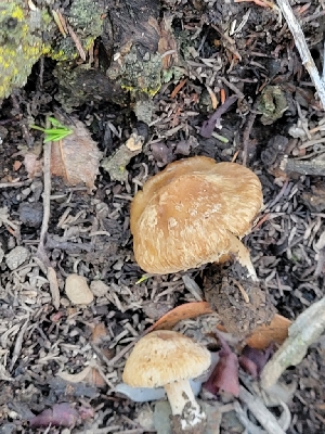  ( - HAY-F-000477)  @11 [ ] by-nc (2023) Harte Singer Fungal Diversity Survey