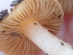  ( - HAY-F-000478)  @11 [ ] by-nc (2023) Harte Singer Fungal Diversity Survey
