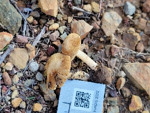  ( - HAY-F-000478)  @11 [ ] by-nc (2023) Harte Singer Fungal Diversity Survey