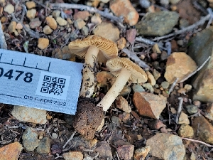  ( - HAY-F-000478)  @11 [ ] by-nc (2023) Harte Singer Fungal Diversity Survey