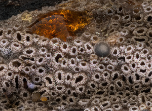  ( - HAY-F-002032)  @11 [ ] by-nc (2023) Stu Pickell Fungal Diversity Survey