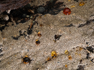  ( - HAY-F-002032)  @11 [ ] by-nc (2023) Stu Pickell Fungal Diversity Survey