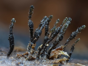  ( - HAY-F-002046)  @11 [ ] by-nc (2023) Stu Pickell Fungal Diversity Survey