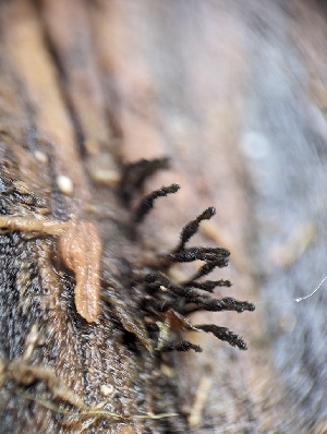  ( - HAY-F-002046)  @11 [ ] by-nc (2023) Stu Pickell Fungal Diversity Survey