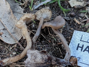  ( - HAY-F-001982)  @11 [ ] by-nc (2023) Stu Pickell Fungal Diversity Survey