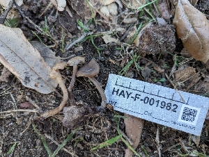  ( - HAY-F-001982)  @11 [ ] by-nc (2023) Stu Pickell Fungal Diversity Survey