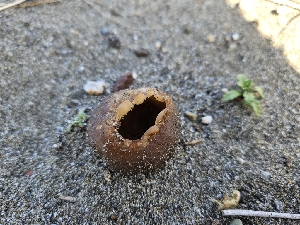  (Peziza sp. ammophila-PNW08 - HAY-F-000690)  @11 [ ] by (2023) Mandy Hackney Fungal Diversity Survey
