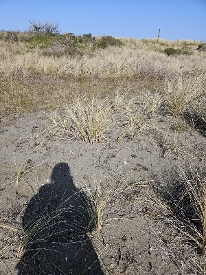  ( - HAY-F-000690)  @11 [ ] by (2023) Mandy Hackney Fungal Diversity Survey