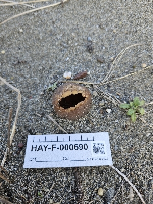  ( - HAY-F-000690)  @11 [ ] by (2023) Mandy Hackney Fungal Diversity Survey