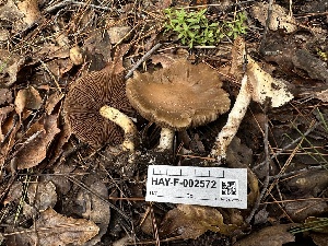  (Hebeloma - HAY-F-002572)  @11 [ ] c (2023) Rudy Diaz Fungal Diversity Survey