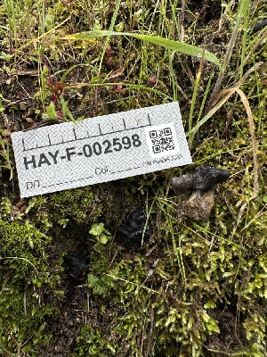  ( - HAY-F-002598)  @11 [ ] c (2023) Rudy Diaz Fungal Diversity Survey