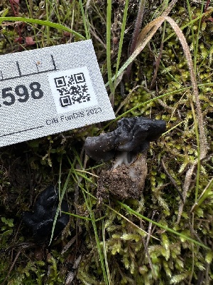  ( - HAY-F-002598)  @11 [ ] c (2023) Rudy Diaz Fungal Diversity Survey