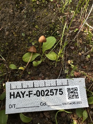  (Conocybe sp. CA04 - HAY-F-002575)  @11 [ ] c (2023) Rudy Diaz Fungal Diversity Survey