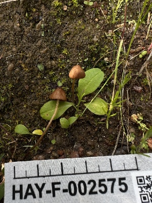  ( - HAY-F-002575)  @11 [ ] c (2023) Rudy Diaz Fungal Diversity Survey