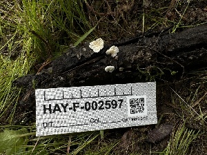  ( - HAY-F-002597)  @11 [ ] c (2023) Rudy Diaz Fungal Diversity Survey