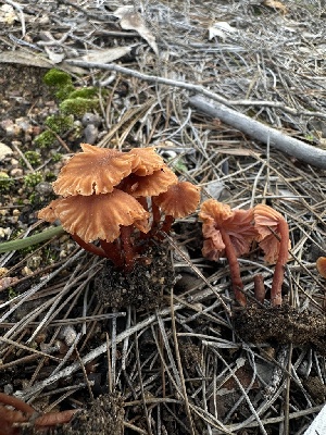  (Laccaria - HAY-F-002587)  @11 [ ] c (2023) Rudy Diaz Fungal Diversity Survey