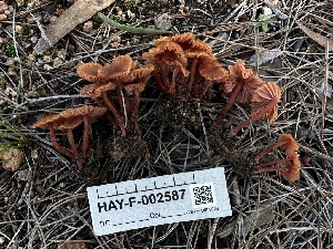  ( - HAY-F-002587)  @11 [ ] c (2023) Rudy Diaz Fungal Diversity Survey