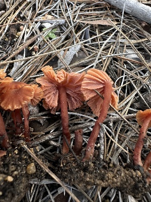  ( - HAY-F-002587)  @11 [ ] c (2023) Rudy Diaz Fungal Diversity Survey