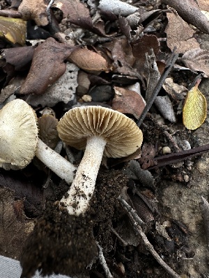  ( - HAY-F-002581)  @11 [ ] c (2023) Rudy Diaz Fungal Diversity Survey