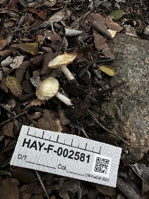 ( - HAY-F-002581)  @11 [ ] c (2023) Rudy Diaz Fungal Diversity Survey