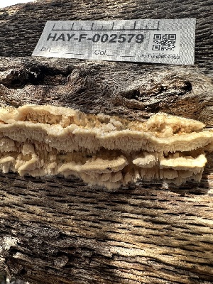  ( - HAY-F-002579)  @11 [ ] c (2023) Rudy Diaz Fungal Diversity Survey