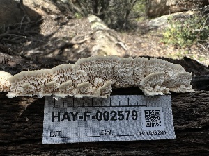  ( - HAY-F-002579)  @11 [ ] c (2023) Rudy Diaz Fungal Diversity Survey