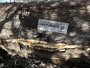  ( - HAY-F-002579)  @11 [ ] c (2023) Rudy Diaz Fungal Diversity Survey