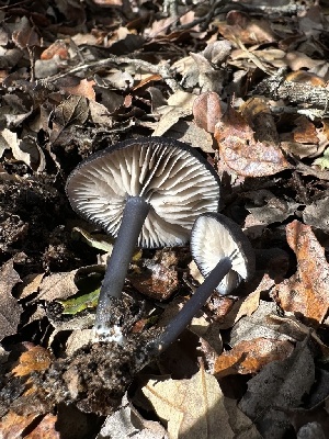  ( - HAY-F-002588)  @11 [ ] c (2023) Rudy Diaz Fungal Diversity Survey