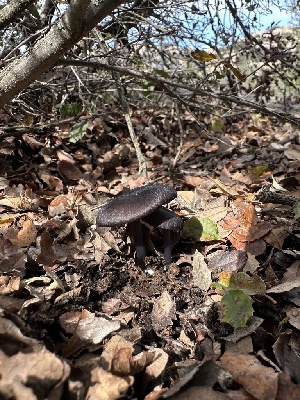  ( - HAY-F-002588)  @11 [ ] c (2023) Rudy Diaz Fungal Diversity Survey