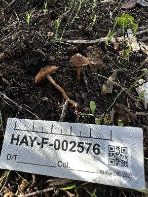  (Cortinarius invisitatus - HAY-F-002576)  @11 [ ] c (2023) Rudy Diaz Fungal Diversity Survey